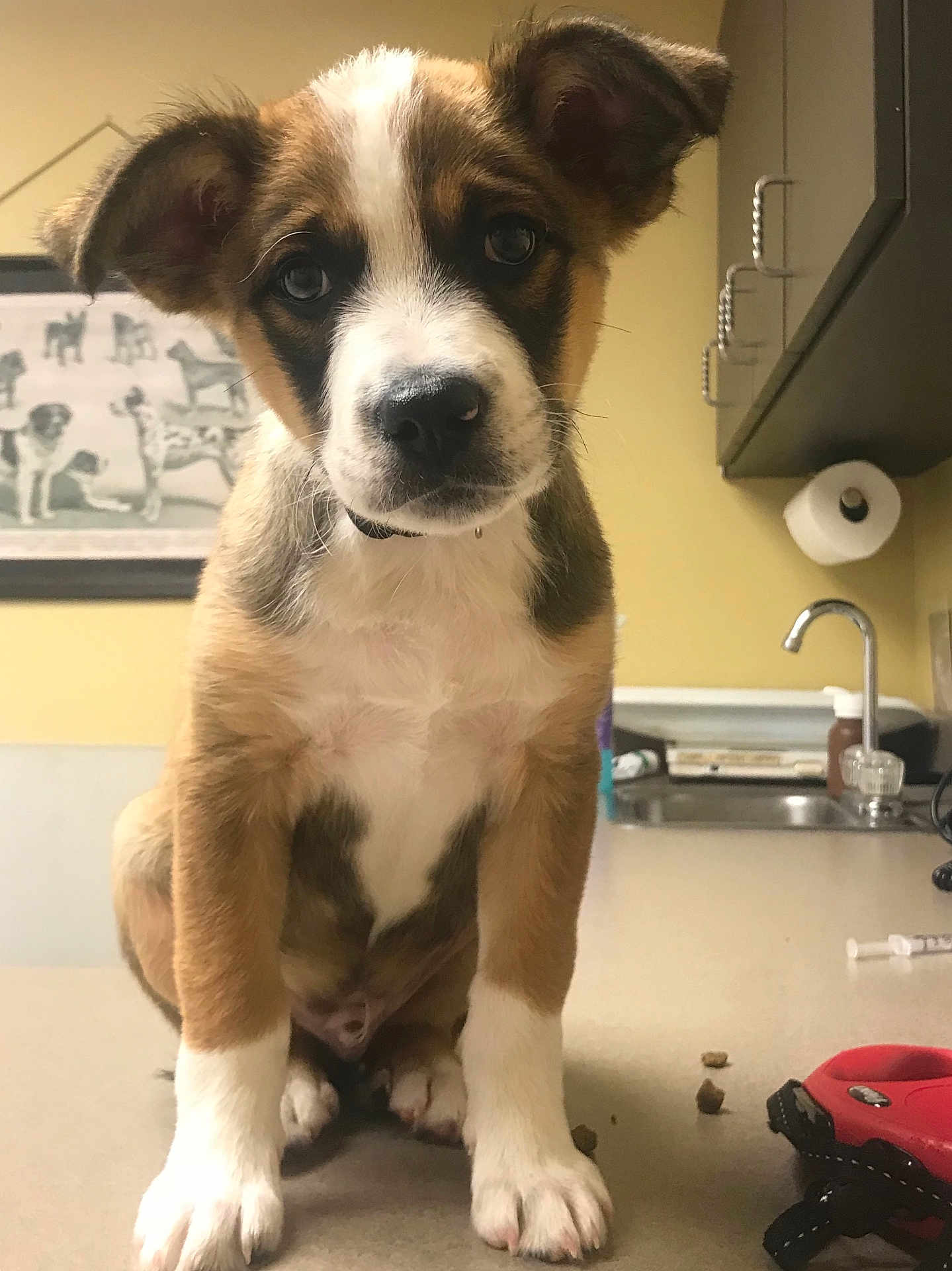 Rio joined the competition — help win amazing prizes! puppy, dog, pet, animal, cute, indoor, countertop, sink, cabinet, veterinary, portrait, sitting, brown, white, black, ears, face, floor, expression, young