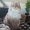 cat, blue_eyes, fluffy_fur, sitting, blanket, paw_print, indoor, furniture, plant, wooden_shelf, cozy, pet, animal, portrait, feline, fur, domestic, cute, looking_up, home
