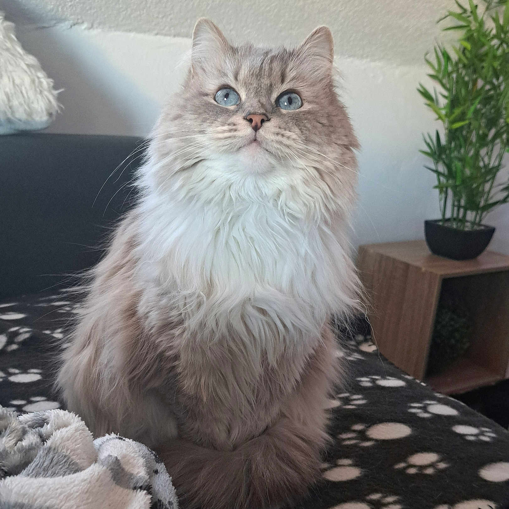 Lussi participe au concours pour gagner de l'argent avec cette photo : cat, blue_eyes, fluffy_fur, sitting, blanket, paw_print, indoor, furniture, plant, wooden_shelf, cozy, pet, animal, portrait, feline, fur, domestic, cute, looking_up, home