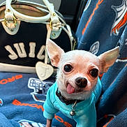Ziggy The Piggy joined the competition — help win amazing prizes! dog, chihuahua, pet, small_dog, white_dog, sweater, blue_sweater, blanket, denver_broncos, sports_team, bag, handbag, juicy_couture, tongue_out, cute, indoor, close_up, animal, seat, cozy
