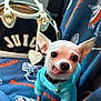 animal, bag, blanket, blue_sweater, chihuahua, close_up, cozy, cute, denver_broncos, dog, handbag, indoor, juicy_couture, pet, seat, small_dog, sports_team, sweater, tongue_out, white_dog