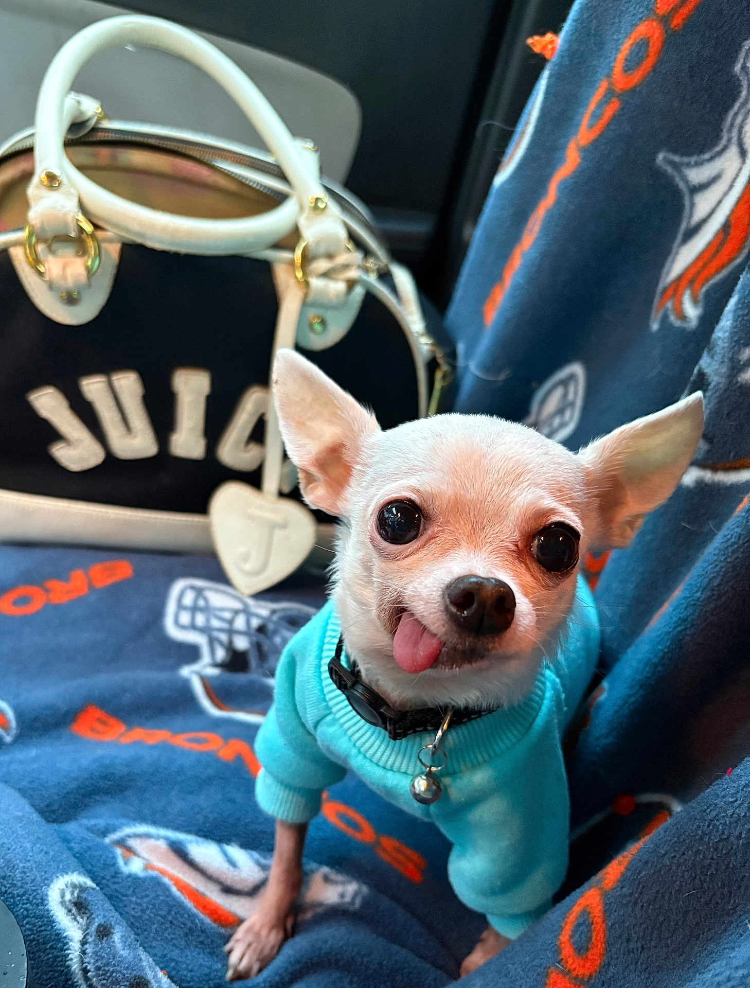 Ziggy The Piggy joined the competition — help win amazing prizes! dog, chihuahua, pet, small_dog, white_dog, sweater, blue_sweater, blanket, denver_broncos, sports_team, bag, handbag, juicy_couture, tongue_out, cute, indoor, close_up, animal, seat, cozy