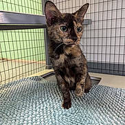 Ivy is registered to the contest to win money with this photo: cat, kitten, tortoiseshell, pet, animal, feline, indoor, enclosure, wire, mat, curious, alert, green_eyes, fur, whiskers, paw, young, cute, sitting, portrait