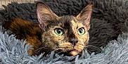 Ivy is registered to the contest to win money with this photo: cat, tortoiseshell, green_eyes, pet_bed, fluffy, feline, animal, close_up, resting, indoor, cute, cozy, fur, whiskers, ears, portrait, looking, curious, soft_texture, background