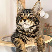 Bucky participe au concours pour gagner de l'argent avec cette photo : cat, maine_coon, kitten, pet, animal, fur, whiskers, ears, eyes, curious, indoor, furniture, cat_tree, bubble, paws, portrait, cute, fluffy, tabby, young