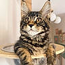 cat, maine_coon, kitten, pet, animal, fur, whiskers, ears, eyes, curious, indoor, furniture, cat_tree, bubble, paws, portrait, cute, fluffy, tabby, young