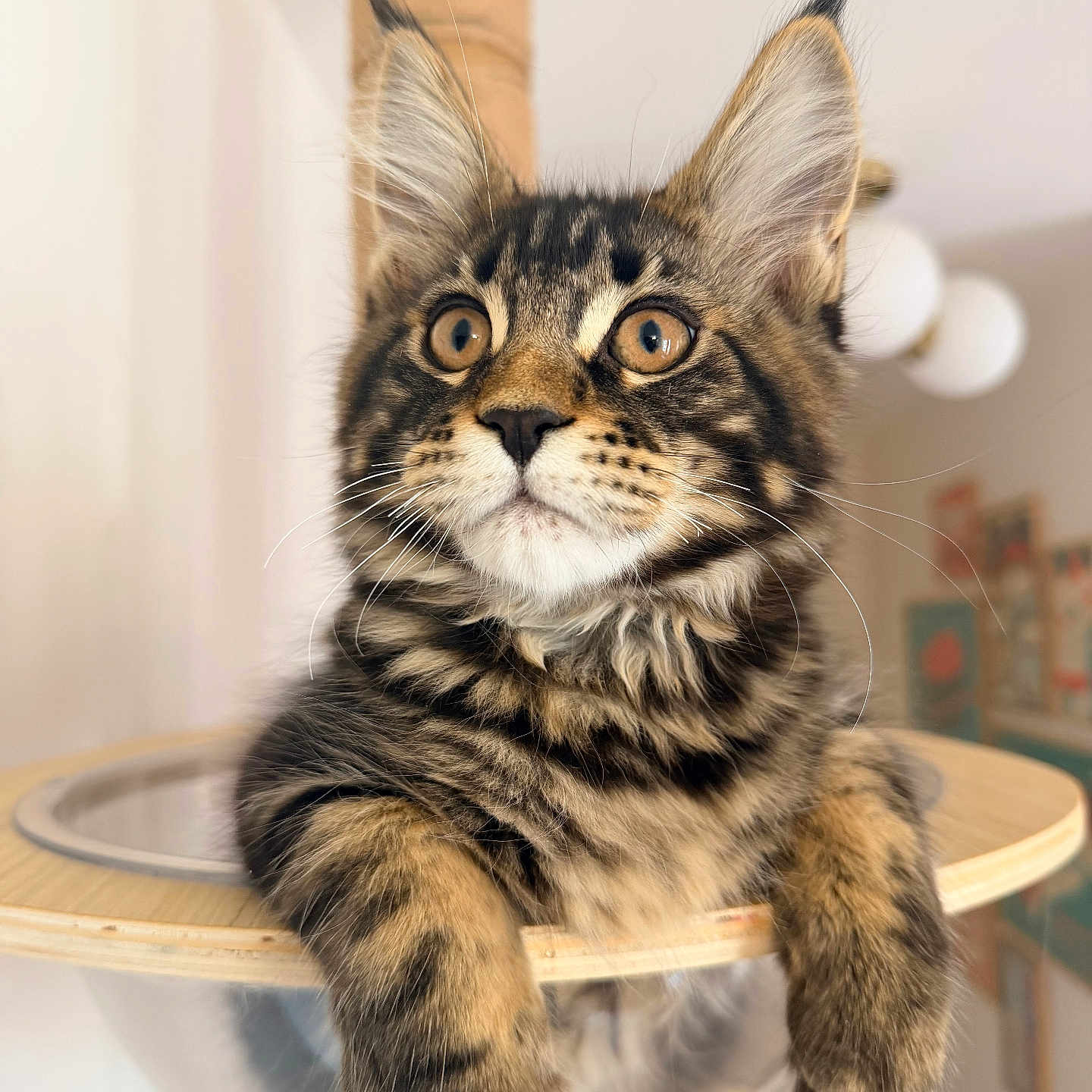 Bucky participe au concours pour gagner de l'argent avec cette photo : cat, maine_coon, kitten, pet, animal, fur, whiskers, ears, eyes, curious, indoor, furniture, cat_tree, bubble, paws, portrait, cute, fluffy, tabby, young