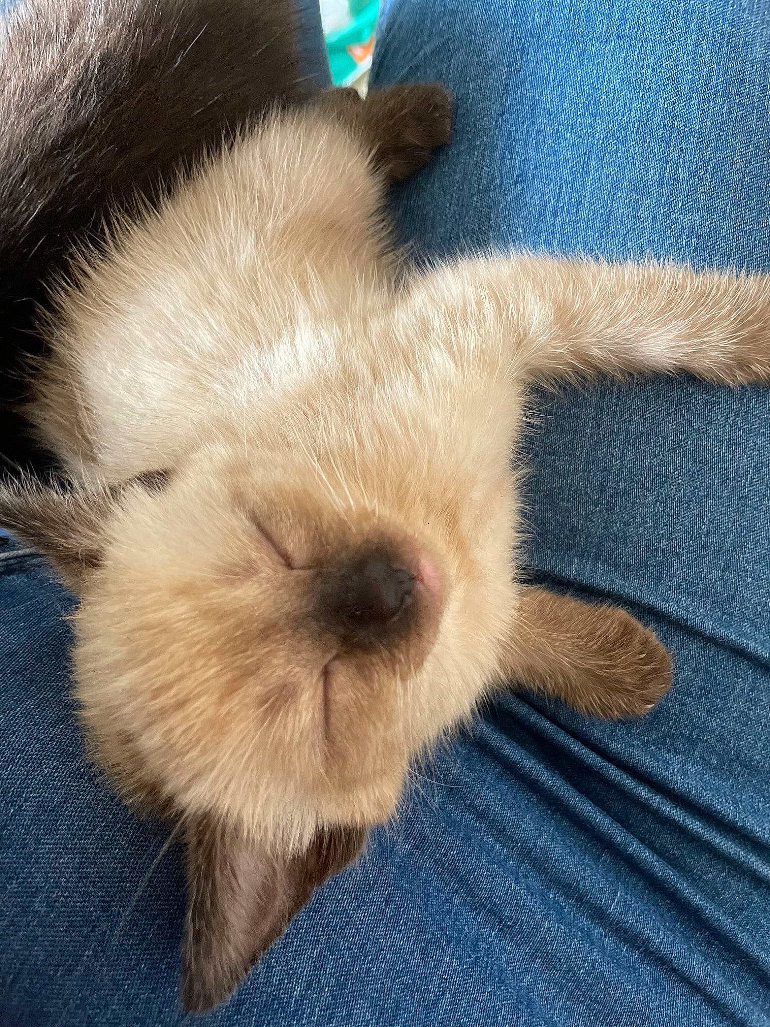 Tya participe au concours pour gagner de l'argent avec cette photo : canidae, carnivore, claw, close_up, comfort, companion_dog, dog_breed, electric_blue, fawn, felidae, fur, nap, paw, small_to_medium_sized_cats, snout, sporting_group, tail, terrestrial_animal, toy, whiskers