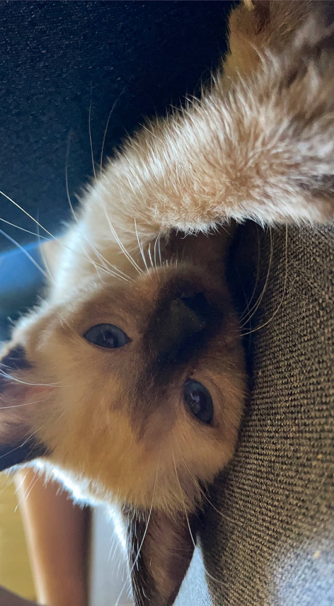 Tya a rejoint le concours — aidez-le/la à gagner de superbes lots ! balinese, carnivore, cat, claw, close_up, eye, fawn, felidae, fur, iris, paw, siamese, small_to_medium_sized_cats, snout, terrestrial_animal, whiskers