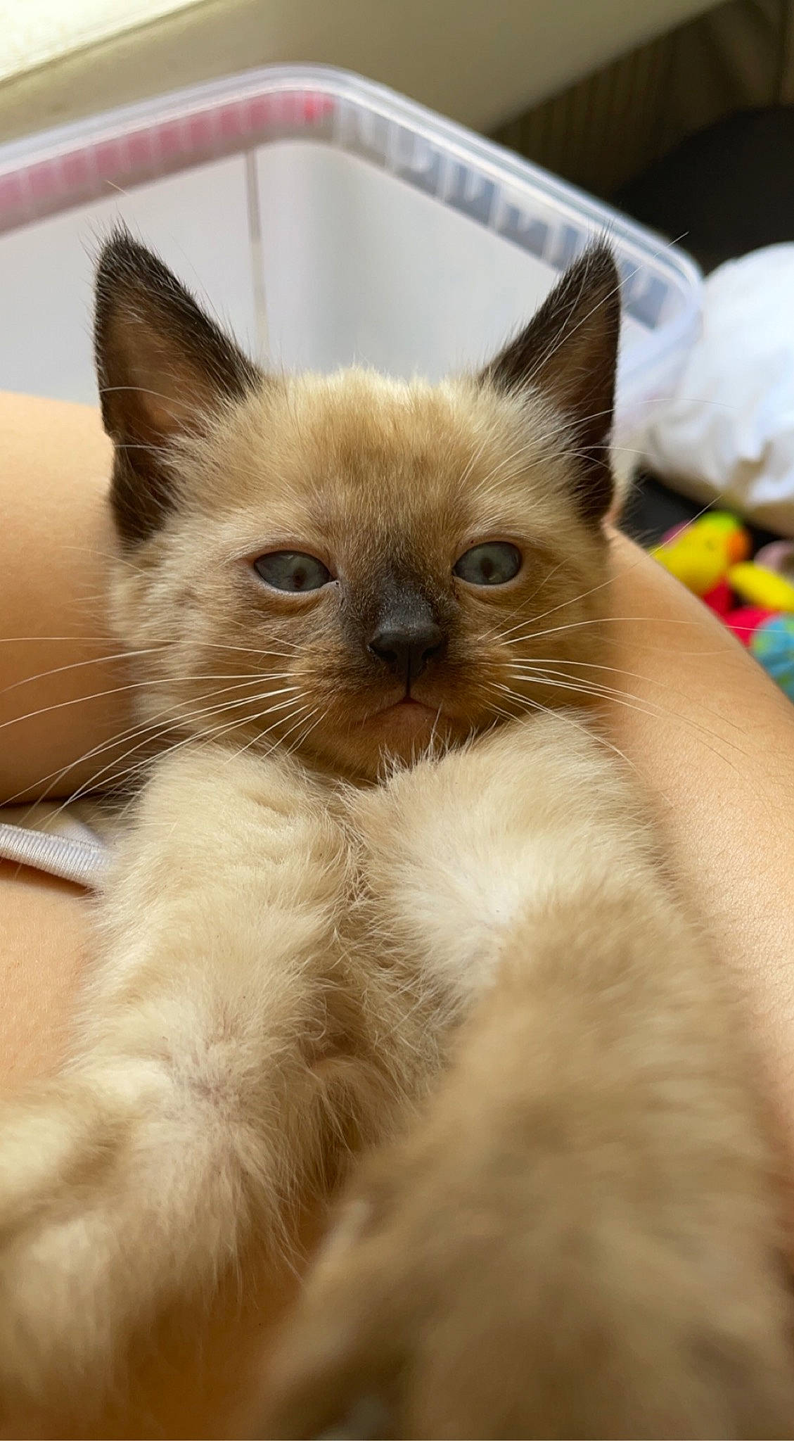 Tya a rejoint le concours — aidez-le/la à gagner de superbes lots ! balinese, birman, carnivore, cat, claw, domestic_short_haired_cat, fawn, felidae, fur, iris, ragdoll, siamese, small_to_medium_sized_cats, snout, terrestrial_animal, thai, tonkinese, whiskers