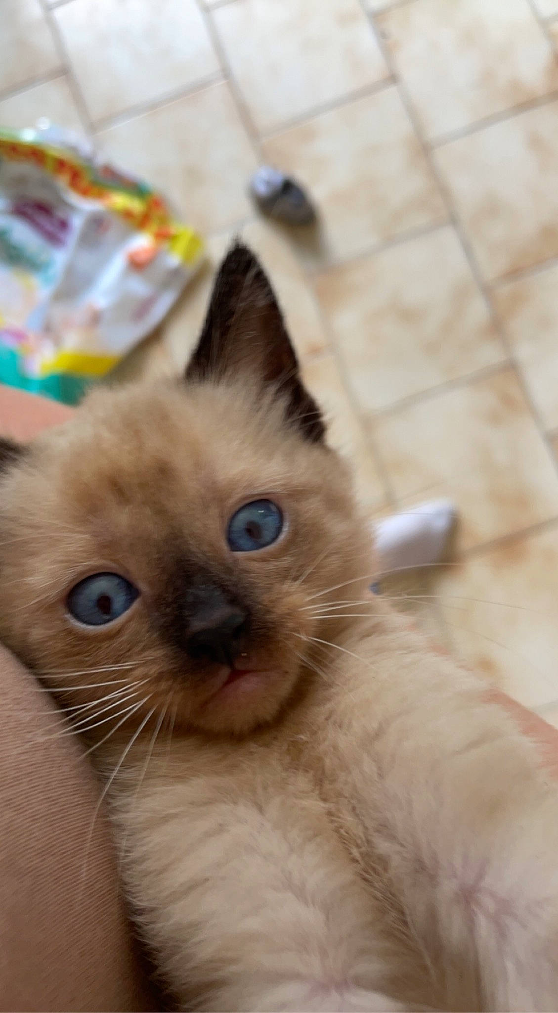 Tya a rejoint le concours — aidez-le/la à gagner de superbes lots ! birman, carnivore, cat, fawn, felidae, flooring, fur, ragdoll, siamese, small_to_medium_sized_cats, snout, terrestrial_animal, thai, tile_flooring, whiskers