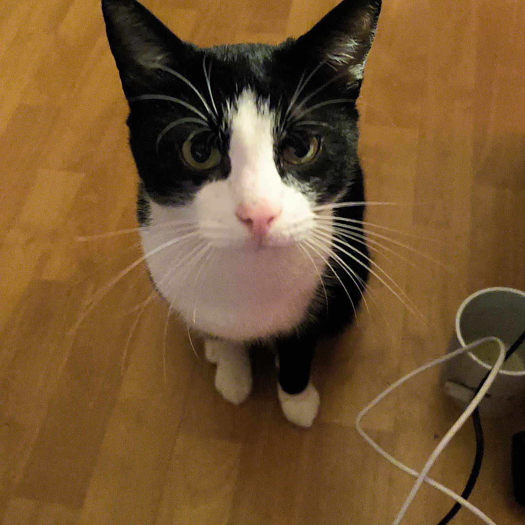 Filou participe au concours pour gagner de l'argent avec cette photo : accessories, adapter, animal, cat, clothing, computer, couch, electronics, footwear, furniture, hardwood, kitten, laptop, manx, pc, pet, plywood, shoe, strap, wood