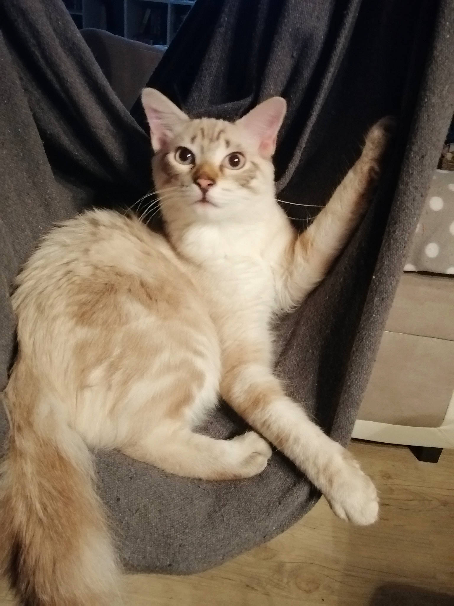 Gribouille participe au concours pour gagner de l'argent avec cette photo : aegean_cat, american_wirehair, arabian_mau, asian, australian_mist, burmilla, carnivore, cat, domestic_short_haired_cat, european_shorthair, fawn, felidae, javanese, kitten, mammal, polydactyl_cat, small_to_medium_sized_cats, tail, vertebrate, whiskers