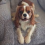 Molly a rejoint le concours — aidez-le/la à gagner de superbes lots ! animal, blanket, brown_and_white, cavalier_king_charles_spaniel, companion, couch, cozy, cute, dog, friendly, fur, home, indoor, long_ears, looking_at_camera, lying_down, paw, pet, portrait, relaxed