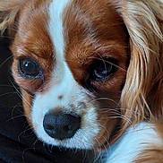 Molly a rejoint le concours — aidez-le/la à gagner de superbes lots ! animal, black_nose, brown_fur, canine, close_up, companion, cute, dog, ears, expression, face, fur_texture, indoors, macro, pet, portrait, resting, soft_light, whiskers, white_markings