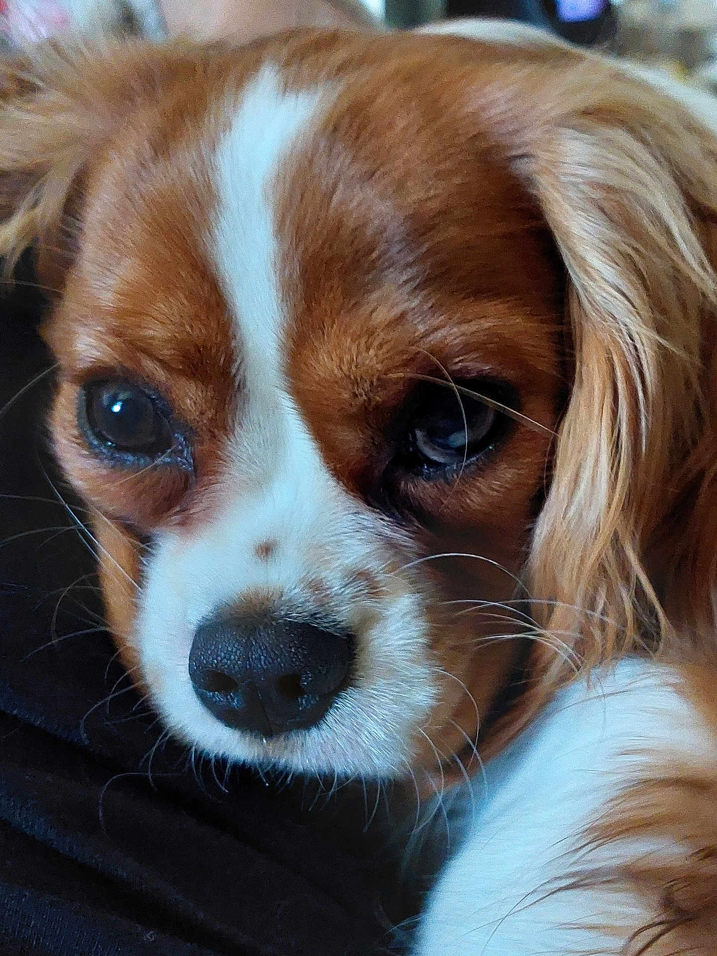 Molly