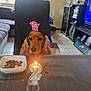 birthday_candle, cabinet, celebration, chair, curtains, cute, dog, dog_accessory, ears_headband, floor_tiles, indoor, living_room, mammal, pet, pet_food, photo_frames, sofa, table, television, window
