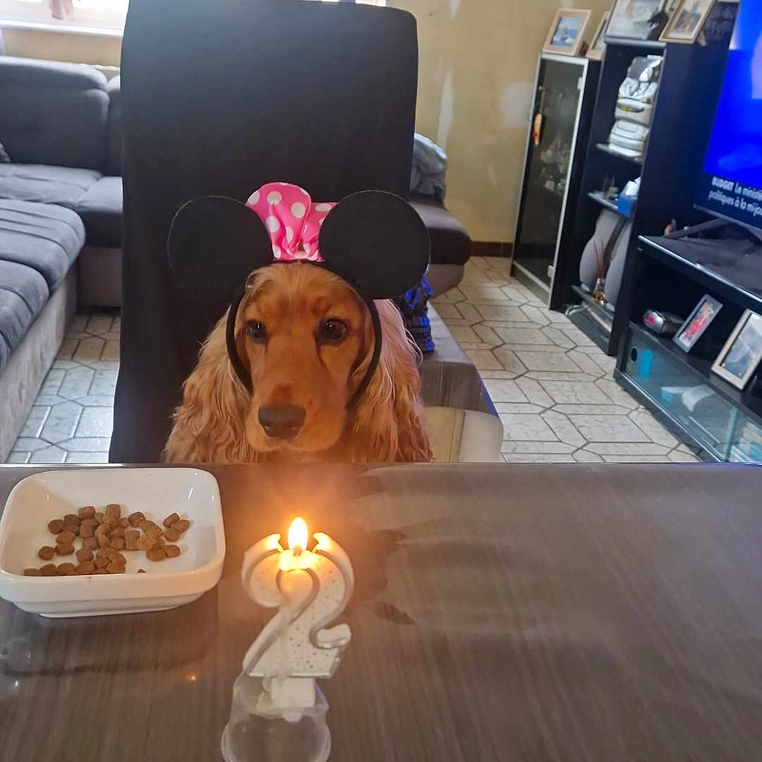 Unie a rejoint le concours — aidez-le/la à gagner de superbes lots ! birthday_candle, cabinet, celebration, chair, curtains, cute, dog, dog_accessory, ears_headband, floor_tiles, indoor, living_room, mammal, pet, pet_food, photo_frames, sofa, table, television, window