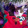 Doudoune participe au concours pour gagner de l'argent avec cette photo : cat, christmas_tree, holiday_lights, red_blanket, applique, festive, decorations, indoor, pet, animal, cute, tree_branches, colorful_lights, cozy, resting, whiskers, fur, eyes, holiday_season, celebration