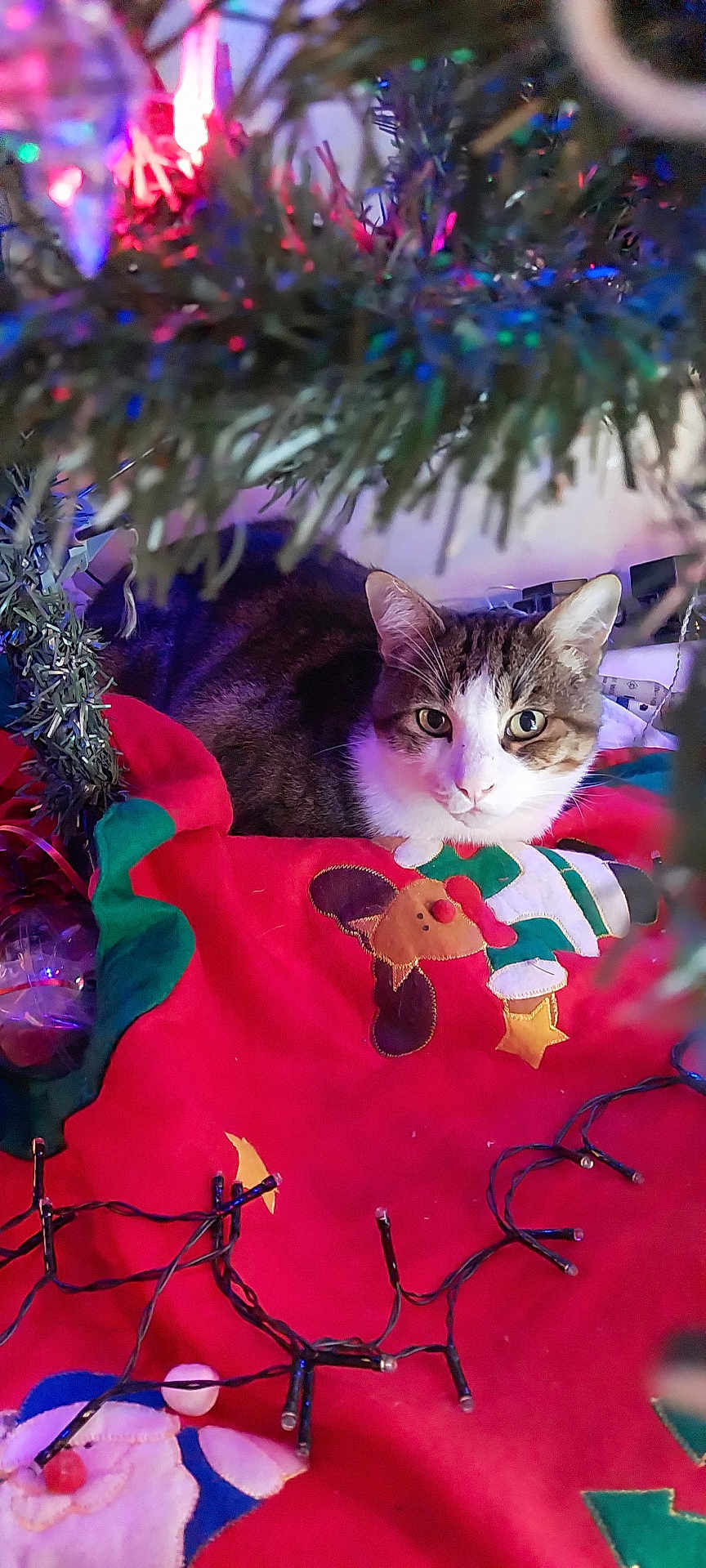 Doudoune participe au concours pour gagner de l'argent avec cette photo : cat, christmas_tree, holiday_lights, red_blanket, applique, festive, decorations, indoor, pet, animal, cute, tree_branches, colorful_lights, cozy, resting, whiskers, fur, eyes, holiday_season, celebration