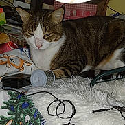 Doudoune participe au concours pour gagner de l'argent avec cette photo : cat, tabby, animal, pet, feline, indoor, blanket, fabric, pattern, wire, spool, rug, furry, decor, holiday, toy, resting, closeup, cute, cozy