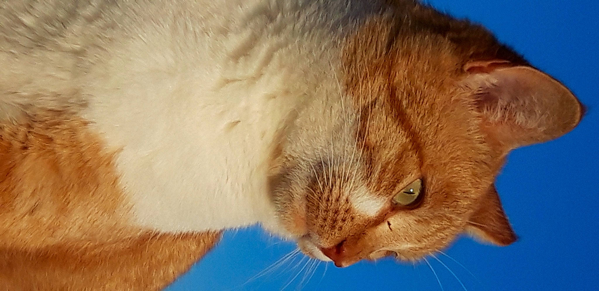 Rouky Teddy a rejoint le concours — aidez-le/la à gagner de superbes lots ! carnivore, cat, claw, domestic_short_haired_cat, ear, electric_blue, eye, fawn, felidae, fur, gesture, iris, nose, paw, small_to_medium_sized_cats, snout, tail, whiskers, wildlife, wood