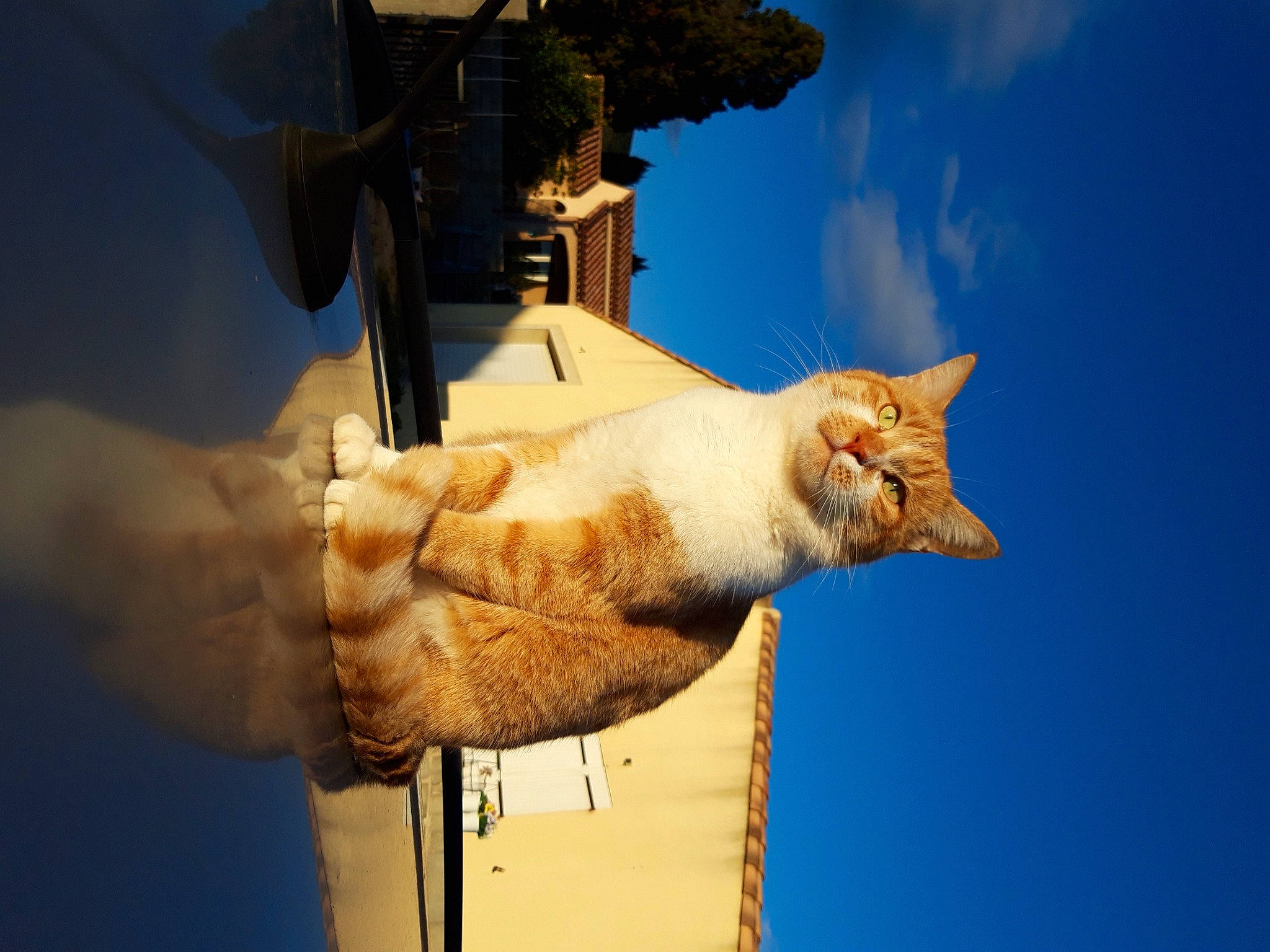 Rouky Teddy a rejoint le concours — aidez-le/la à gagner de superbes lots ! carnivore, cat, claw, cloud, domestic_short_haired_cat, elbow, fawn, felidae, fish, food, gesture, hand, heat, sky, small_to_medium_sized_cats, snout, tail, water, whiskers, wrist