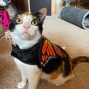 Luna joined the competition — help win amazing prizes! cat, calico_cat, costume, butterfly_wings, pet, indoor, carpet, curious, animal, feline, play_tunnel, background_cat, household, cute, domestic, whiskers, ears, tail, floor, furniture
