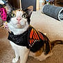 cat, calico_cat, costume, butterfly_wings, pet, indoor, carpet, curious, animal, feline, play_tunnel, background_cat, household, cute, domestic, whiskers, ears, tail, floor, furniture