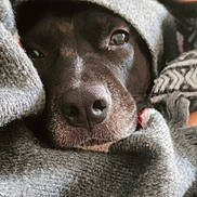 Nina participe au concours pour gagner de l'argent avec cette photo : animal, blanket, canine, closeup, comfort, cozy, cute, dog, face, fur, furtexture, grey, indoors, pet, portrait, resting, snout, soft, warm, wrapped