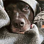 animal, blanket, canine, closeup, comfort, cozy, cute, dog, face, fur, furtexture, grey, indoors, pet, portrait, resting, snout, soft, warm, wrapped