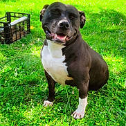 Nina is registered to the contest to win money with this photo: dog, black_dog, white_paws, grass, outdoor, sunlight, tree, greenery, nature, happy, pet, smiling, canine, animal, summer, park, shade, playful, sitting, daytime