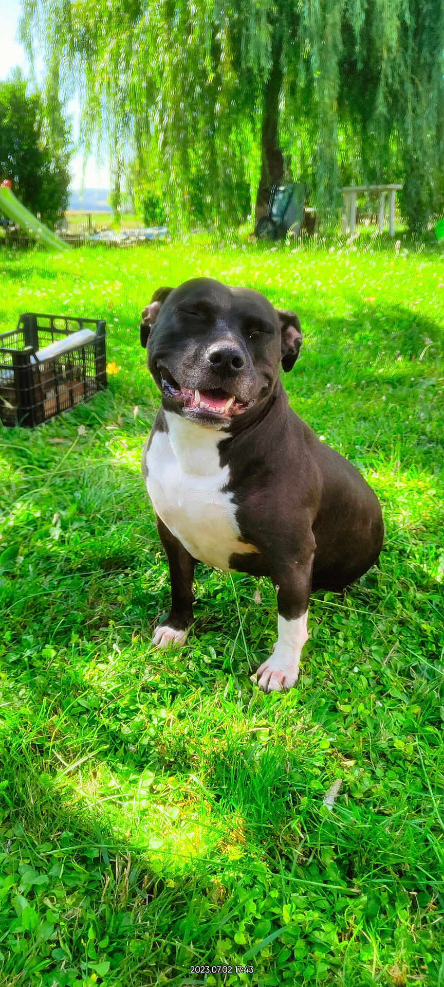 Nina is registered to the contest to win money with this photo: dog, black_dog, white_paws, grass, outdoor, sunlight, tree, greenery, nature, happy, pet, smiling, canine, animal, summer, park, shade, playful, sitting, daytime