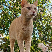 Rouky participe au concours pour gagner de l'argent avec cette photo : cat, cream_cat, feline, animal, pet, portrait, close_up, outdoor, garden, roses, flowers, foliage, leaves, tree, sunlight, blue_sky, whiskers, green_eyes, standing, car_roof