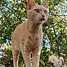cat, cream_cat, feline, animal, pet, portrait, close_up, outdoor, garden, roses, flowers, foliage, leaves, tree, sunlight, blue_sky, whiskers, green_eyes, standing, car_roof