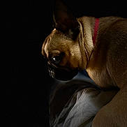 Mayze Mae joined the competition — help win amazing prizes! animal, brown, calm, canine, closeup, collar, dark_background, dog, ears, fabric, fur, indoor, low_light, muzzle, pet, portrait, quiet, resting, serious, side_view