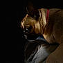 animal, brown, calm, canine, closeup, collar, dark_background, dog, ears, fabric, fur, indoor, low_light, muzzle, pet, portrait, quiet, resting, serious, side_view