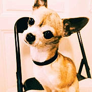 Nelson participe au concours pour gagner de l'argent avec cette photo : dog, chihuahua, small_dog, pet, animal, chair, indoor, cute, head_tilt, collar, brown_fur, black_nose, big_eyes, portrait, domestic_animal, companionship, curious, sitting, furniture, close_up