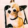 dog, chihuahua, small_dog, pet, animal, chair, indoor, cute, head_tilt, collar, brown_fur, black_nose, big_eyes, portrait, domestic_animal, companionship, curious, sitting, furniture, close_up
