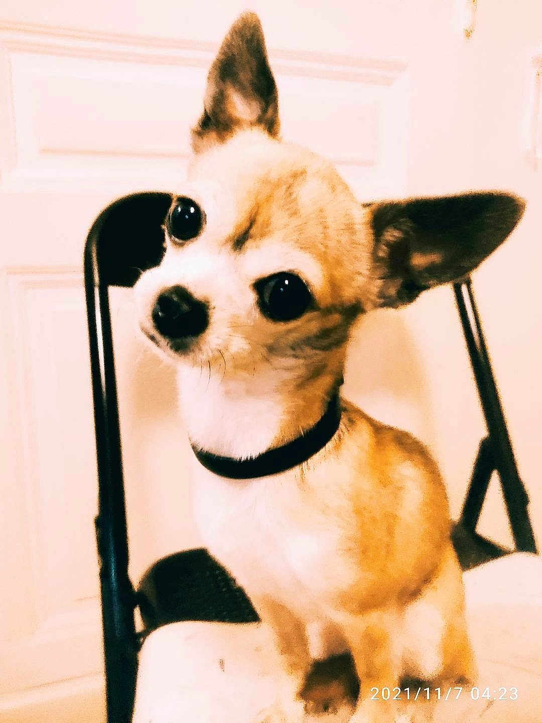 Nelson participe au concours pour gagner de l'argent avec cette photo : dog, chihuahua, small_dog, pet, animal, chair, indoor, cute, head_tilt, collar, brown_fur, black_nose, big_eyes, portrait, domestic_animal, companionship, curious, sitting, furniture, close_up