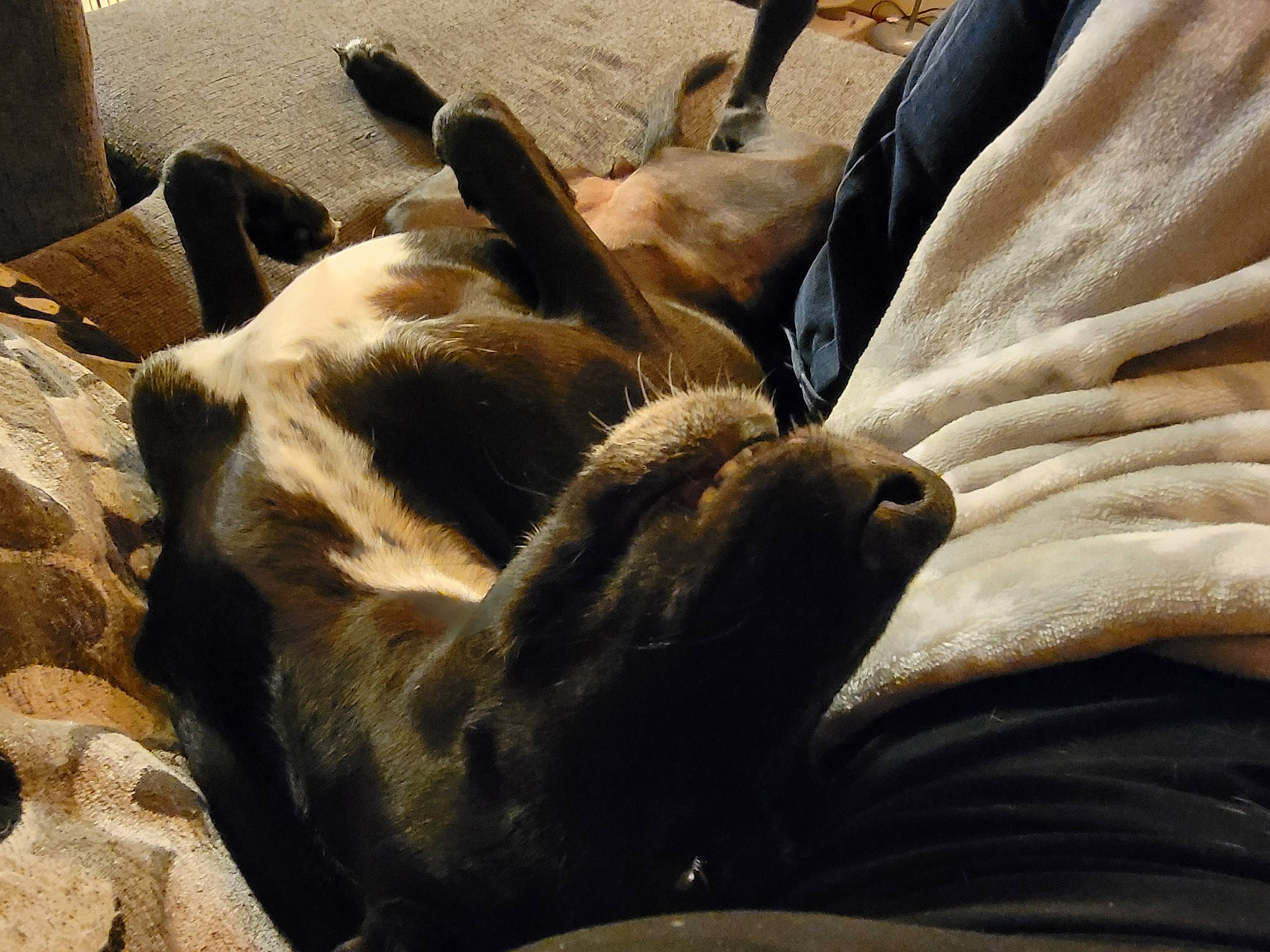 Eris is registered to the contest to win money with this photo: canidae, carnivore, claw, comfort, companion_dog, dog_breed, fawn, felidae, fur, human_leg, nap, small_to_medium_sized_cats, sporting_group, tail, terrestrial_animal, vertebrate, whiskers, wildlife, wing, wood