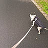 Luna participe au concours pour gagner de l'argent avec cette photo : dog, small_dog, white_fur, black_coat, puffer_jacket, leash, walking, outdoor, sidewalk, asphalt, path, grass, brick_edge, park, pet, animal, cute, standing, looking_at_camera, daylight