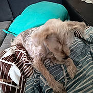Luna a rejoint le concours — aidez-le/la à gagner de superbes lots ! dog, small_dog, scruffy_dog, sleeping, lying_down, bed, blanket, pillows, bedroom, indoor, home, furniture, salt_lamp, nightstand, patterned_fabric, turquoise, brown, white, cozy, pet