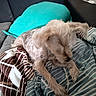 dog, small_dog, scruffy_dog, sleeping, lying_down, bed, blanket, pillows, bedroom, indoor, home, furniture, salt_lamp, nightstand, patterned_fabric, turquoise, brown, white, cozy, pet