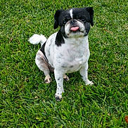 Kiko is registered to the contest to win money with this photo: dog, small_dog, black_and_white, sitting, tongue_out, pet, lawn, grass, outdoor, animal, companion, portrait, toy, greenery, short_hair, floppy_ears, white_chest, playful, funny_expression, photography