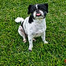 dog, small_dog, black_and_white, sitting, tongue_out, pet, lawn, grass, outdoor, animal, companion, portrait, toy, greenery, short_hair, floppy_ears, white_chest, playful, funny_expression, photography