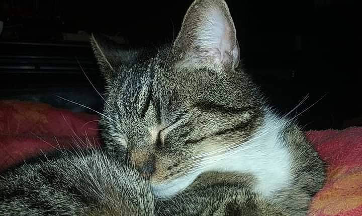 Chausson participe au concours pour gagner de l'argent avec cette photo : aegean_cat, american_wirehair, asian, carnivore, cat, close_up, domestic_short_haired_cat, dragon_li, european_shorthair, eye, felidae, fur, mammal, nap, nose, paw, small_to_medium_sized_cats, snout, tabby_cat, whiskers