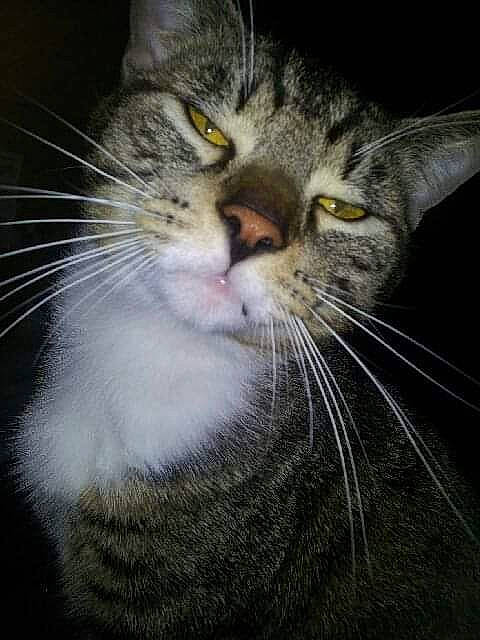 Chausson participe au concours pour gagner de l'argent avec cette photo : aegean_cat, american_wirehair, asian, carnivore, cat, close_up, domestic_short_haired_cat, european_shorthair, eye, felidae, fur, kitten, norwegian_forest_cat, nose, siberian, small_to_medium_sized_cats, snout, tabby_cat, whiskers