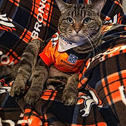Denver Bronco is registered to the contest to win money with this photo: animal, bandana, blanket, broncos, brown, cat, cozy, ears, face, feline, indoor, orange, paws, pet, plaid, resting, sports_jersey, tabby_cat, team_spirit, whiskers