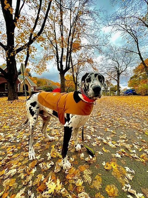Dunkin joined the competition — help win amazing prizes! autumn, canidae, carnivore, cloud, collar, companion_dog, deciduous, dog, dog_breed, dog_supply, fawn, grass, landscape, leash, plant, sky, sporting_group, tail, tree, working_animal